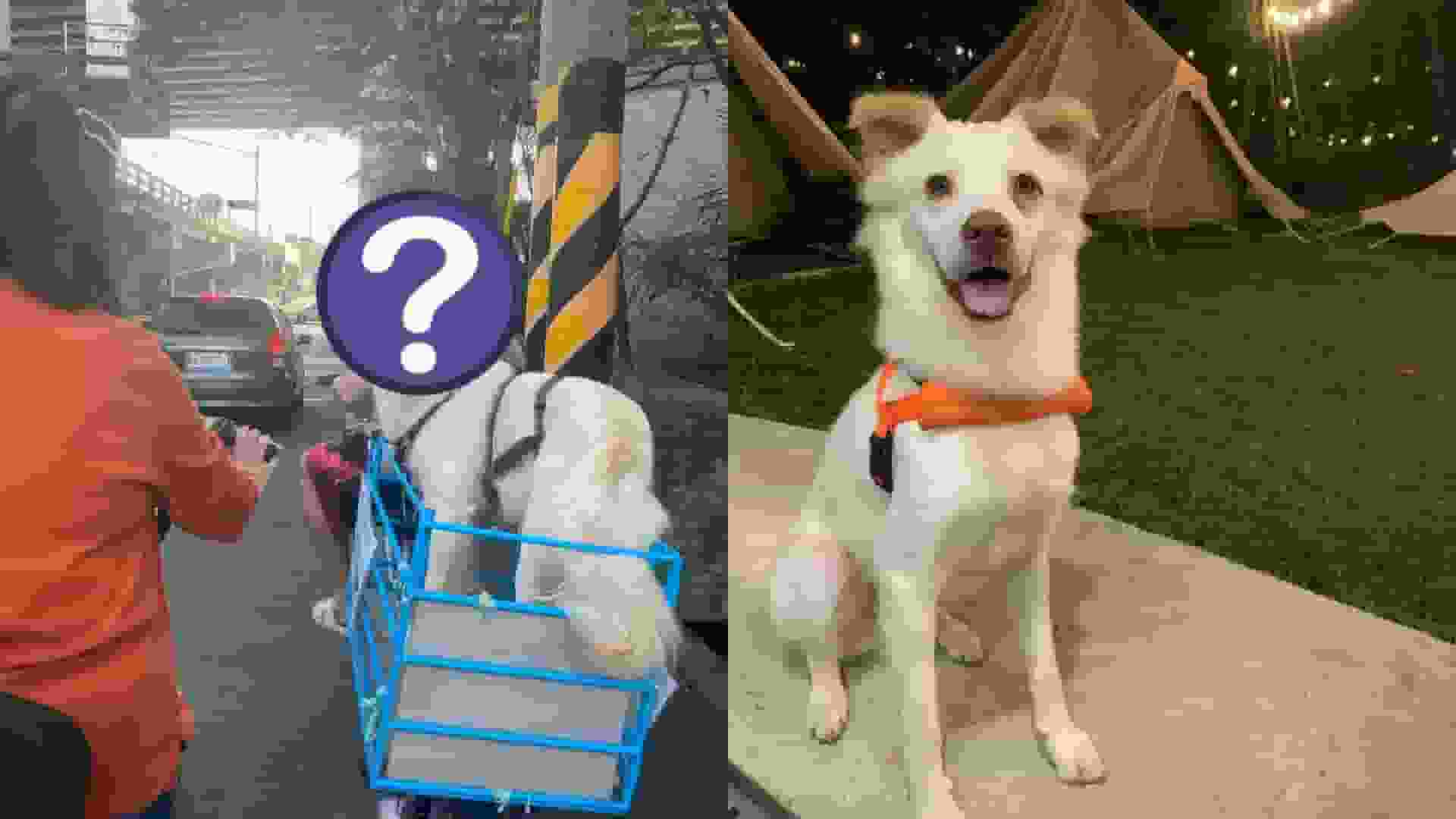 這才是親生!一人一狗單車出巡 燦爛笑容「神同步」如倒模