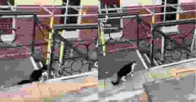 因飼主帶狗外出用餐錯過放飯時間 賓士貓「追蹤」到餐廳喵喵叫抗議